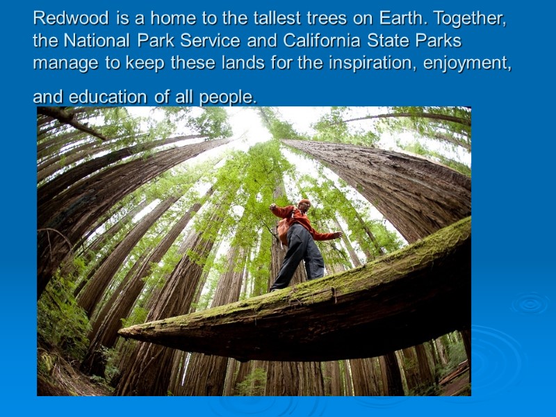 Redwood is a home to the tallest trees on Earth. Together, the National Park